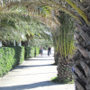 Persone in bicicletta su un viale ombreggiato da palme e siepi verdi.