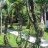 Sentiero tra giardino e alberi vicino a edifici.