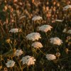 Fiori bianchi in un campo al tramonto.