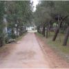Un sentiero sterrato fiancheggiato da alberi e roulotte su entrambi i lati.