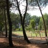 Sentiero ombreggiato tra gli alberi in un bosco di pini illuminato dal sole.