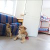Due cani su pavimento, divano e letti a castello.