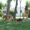 Due cani e una persona su un prato vicino a case.