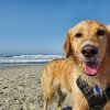 Un golden retriever bagnato e sorridente su una spiaggia con il mare sullo sfondo.