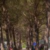 Viale alberato con tende da campeggio ai lati.