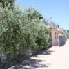 Un vialetto soleggiato fiancheggiato da alberi e recinzioni metalliche.