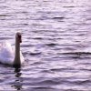 Cigno che nuota in acqua.
