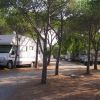 Camper parcheggiati tra alberi in un campeggio.